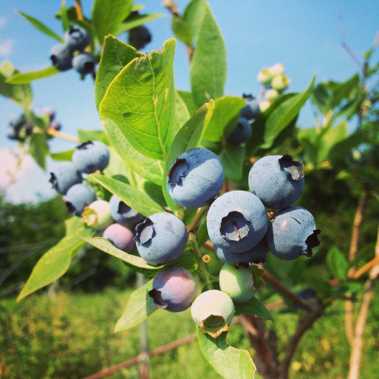 Agriturismo Fruttirossi Trofarello Εξωτερικό φωτογραφία